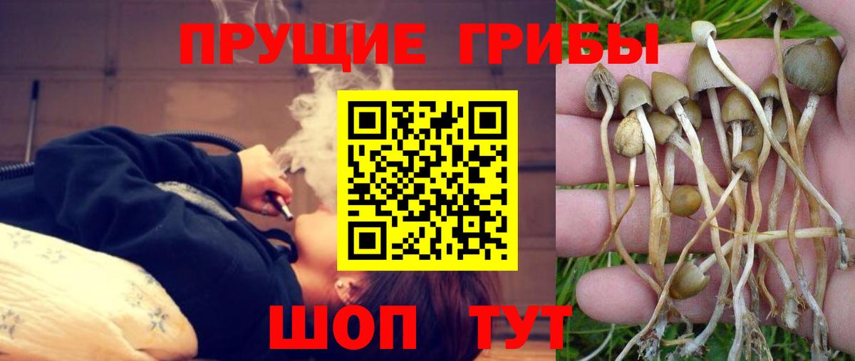 Галлюциногенные грибы мицелий  Галлюциногенные грибы GOLDEN TEACHER  Санкт-Петербург 